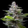 Murder Hornet 3 u. fem Cookies Seed Bank