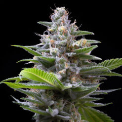 Murder Hornet 3 u. fem Cookies Seed Bank