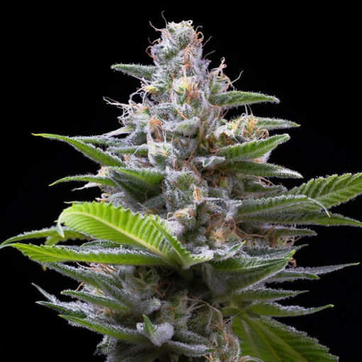 Murder Hornet 3 u. fem Cookies Seed Bank