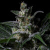 Muse fem. R-Kiem Seeds