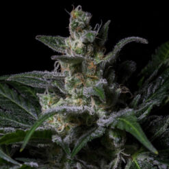 Muse fem. R-Kiem Seeds