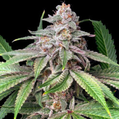 Mystery Made 2 fem. Elev8 Seeds
