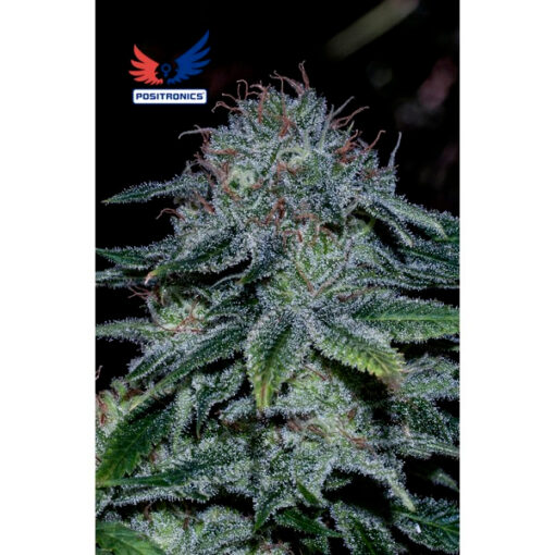 Mystic Cookie fem. Positronics Seeds
