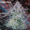 Mystical Punch  5 u. fem. Nemeseeds