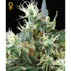 NL 5 x Haze Mist fem. Green House