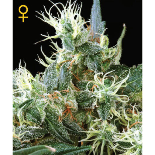 NL 5 x Haze Mist fem. Green House