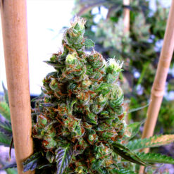 NYC Diesel fem. Soma Seeds