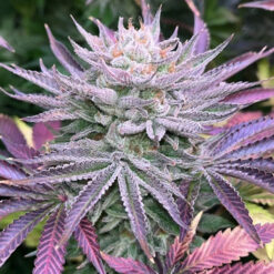 Nasty Runtz fem. Limited Edition Gratefull Seeds