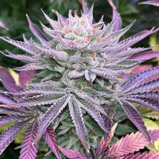 Nasty Runtz fem. Limited Edition Gratefull Seeds