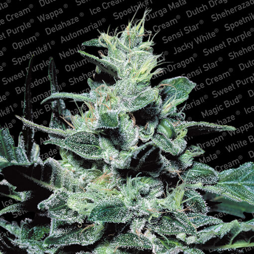 Nebula fem. Paradise Seeds