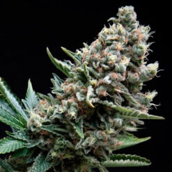 Nefertiti fem. Pyramid Seeds