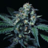 Negra 44 fem. R-Kiem Seeds