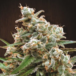 Nepal Jam fem. Ace Seeds