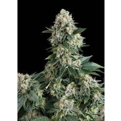 New York City fem. Pyramid Seeds