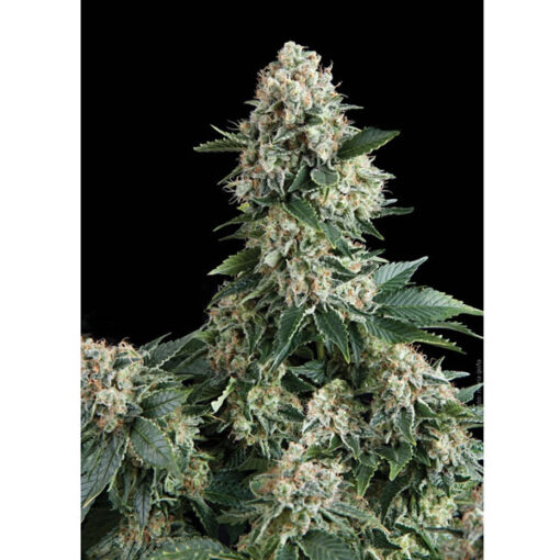 New York City fem. Pyramid Seeds