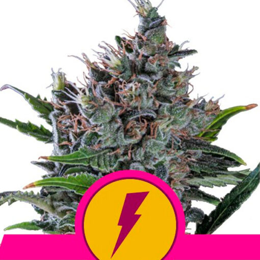 North Thunderfuck fem. Royal Queen