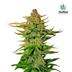 Northern Express fem. FastBuds Seeds (Agotada en Origen)