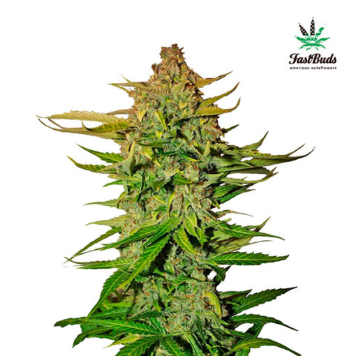 Northern Express fem. FastBuds Seeds (Agotada en Origen)
