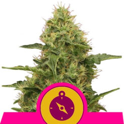 Northern Light fem. Royal Queen