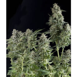 Northern Lights fem. Pyramid Seeds