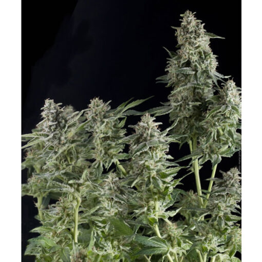 Northern Lights fem. Pyramid Seeds