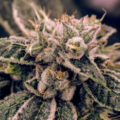 Northern Lights. Expert Seeds