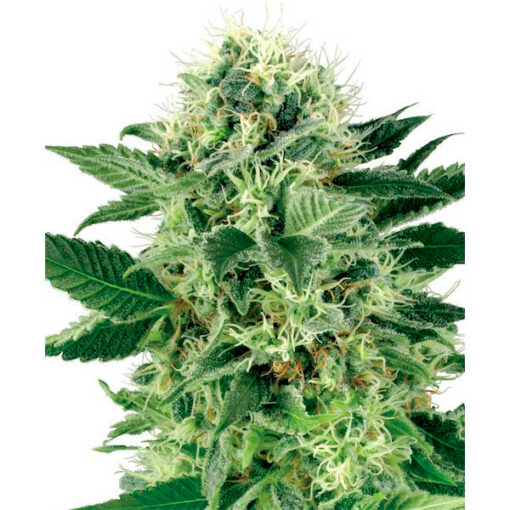 Northern Lights fem. White Label