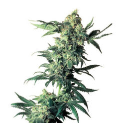 Northern Lights 10 u. reg. Sensi Seeds