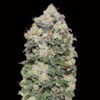 Northern Lights fem. 00 Seeds