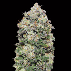Northern Lights fem. 00 Seeds