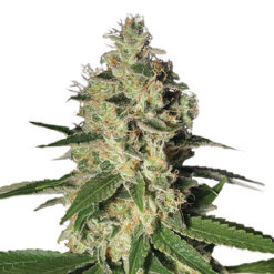 Northern Lights fem. Nirvana