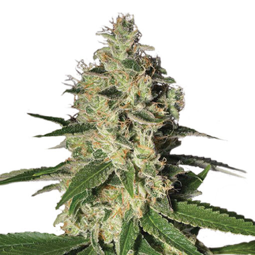 Northern Lights fem. Nirvana