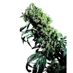 Northern Lights #5 x Haze 10 u. reg. Sensi Seeds