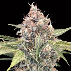 Northern Lights CBD  fem. 00 Seeds