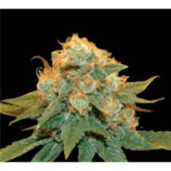 Northern Lights X fem. Genehtik