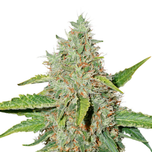 Northern Lights fem. Seedstockers