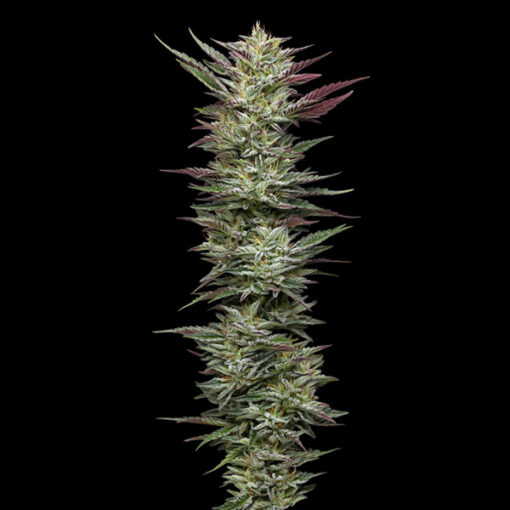 Notorious THC 5 u. fem Humbold Seeds Company