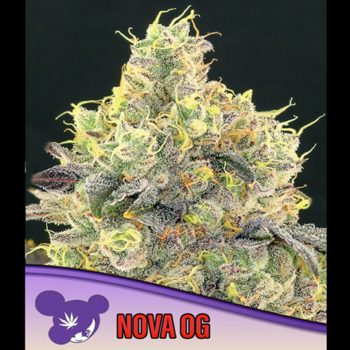 Nova OG fem. Anesia
