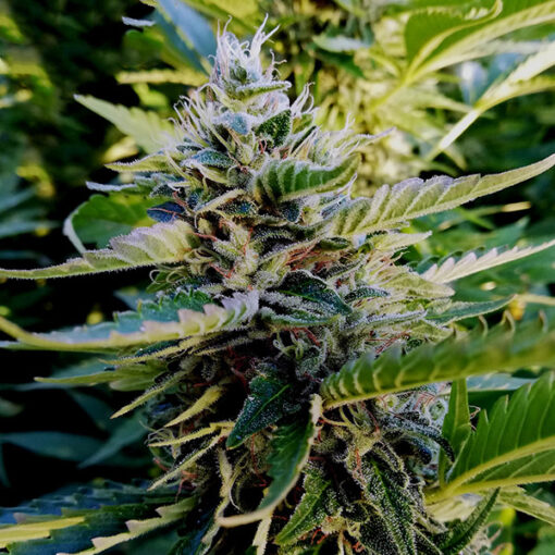 Nuttea Haze  3 u. fem French Touch Seeds