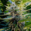 Nuttea Haze  5 u. fem French Touch Seeds