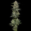 Nutter Budder 5 u. fem Humbold Seeds Company