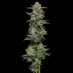 Nutter Budder 5 u. fem Humbold Seeds Company