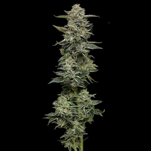 Nutter Budder 5 u. fem Humbold Seeds Company
