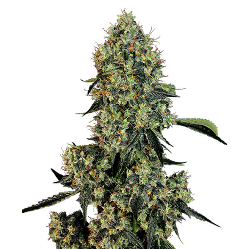 OG Kush fem. White Label
