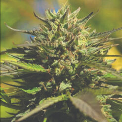 OG Kush 3 u. fem Humbold Seeds Company
