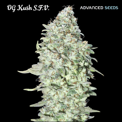 OG Kush S.F.V. fem. Advanced Seeds