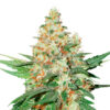 O.G. Kush fem. Seedstockers