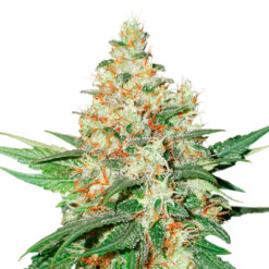 O.G. Kush fem. Seedstockers