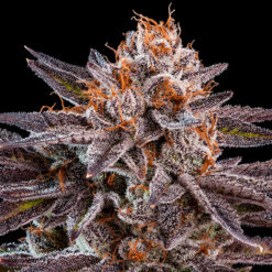 OMG fem. Ripper Seeds