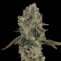 Obsession 3 u. fem Gratefull Seeds